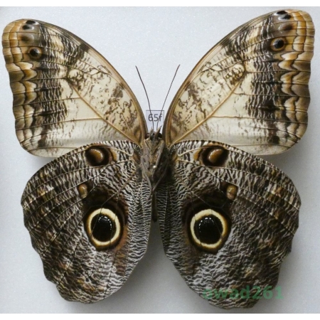 Caligo sp. reverse Peru 111mm65f